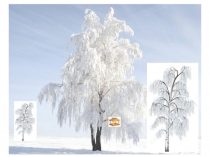 Презентация к открытому мероприятию непосредственно образовательная деятельность Поможем снегирю