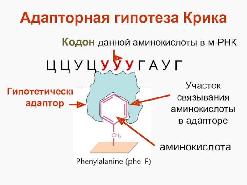 Трансляция 4. Адапторная теория крика. Адапторная гипотеза. Адаптерная теория трансляции. Адапторная функция МРНК.