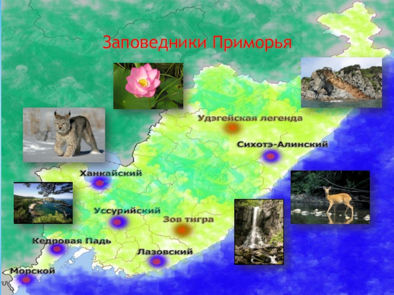 Проект по приморскому краю