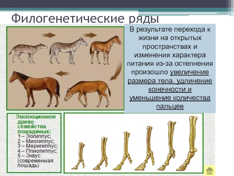 Эволюция проект по биологии