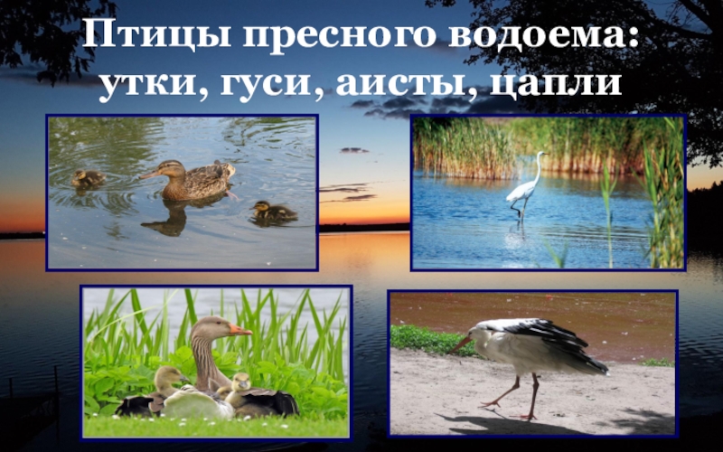 Жизнь в пресных водах 4. Птицы пресных водоемов. Жизнь в пресных Водах 4 класс. Какие птицы живут в пресных водоемах. Птицы и рыбы пресного водоема.