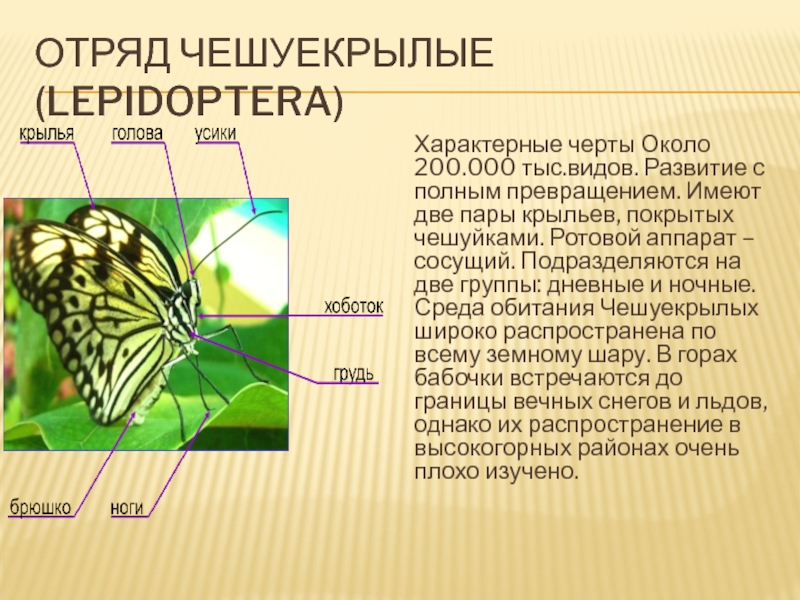 Отряд чешуекрылые. Отряд чешуекрылые Крылья. Чешуекрылые строение крыльев. Характерные черты чешуекрылые. Чешуекрылые строение тела.