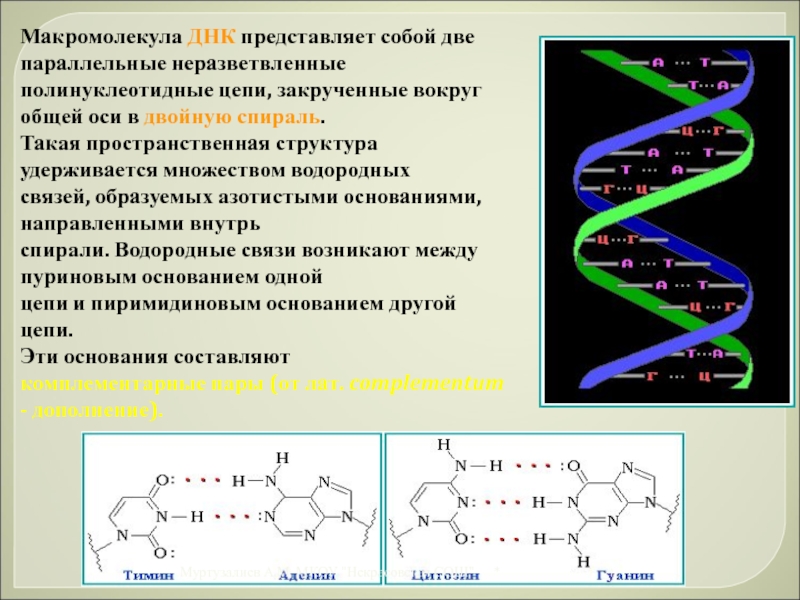 Макромолекулы. Строение макромолекулы ДНК. Пространственное строение макромолекулы ДНК. ДНК представляет собой. Структура макромолекулы ДНК.