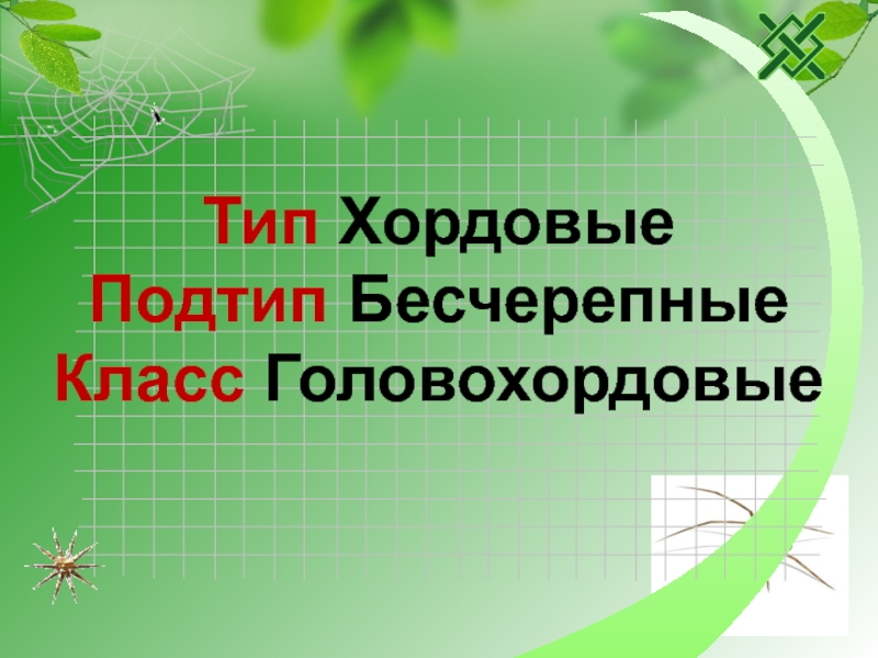 Презентация по биологии на тему Тип Хордовые (7 класс)