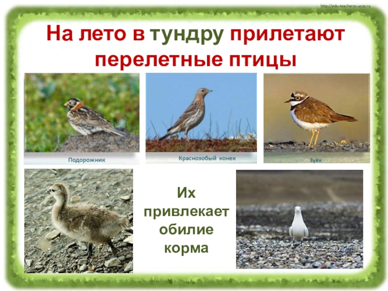 Перелетные птицы ямала фото с названиями