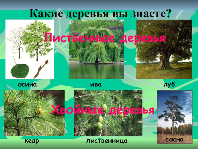 Какие бывают растения 2. Какие бывают деревья какие бывают растения. Доклад какие бывают растения. Какие бывают деревья 2 класс. Лиственные деревья 2 класс окружающий мир презентация.