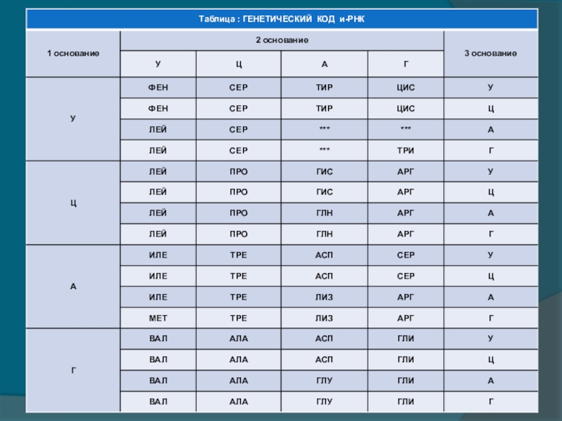 Основание 2. Тир таблица. Фен-сер-тир-цис-три. Таблица сер тир. Фен в генетическом коде.