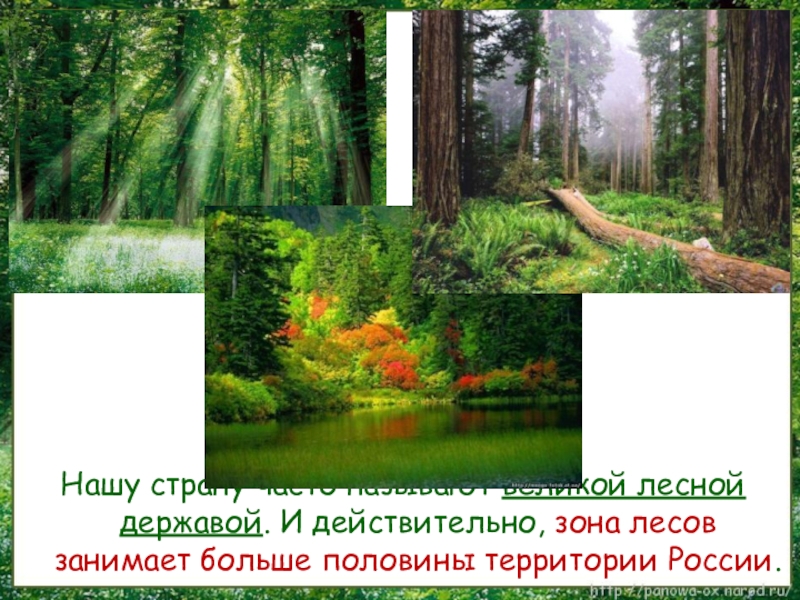 Лесные зоны России. Леса России презентация. Леса занимают больше половины территории России. Самую большую территорию в зоне лесов занимает. Лесная зона занимает большую часть климатического