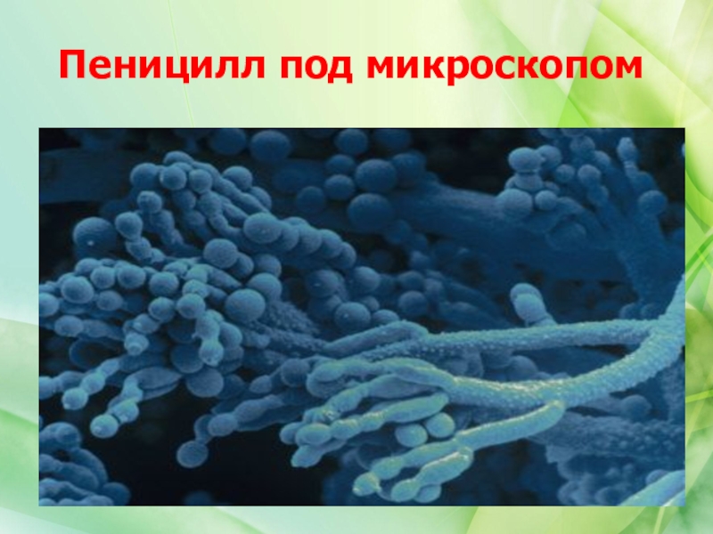 Презентация плесневые грибы и дрожжи 5 класс фгос пасечник