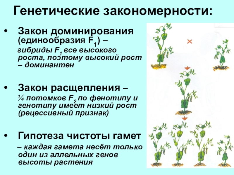 Закономерности наследования моногибридное скрещивание презентация 10 класс