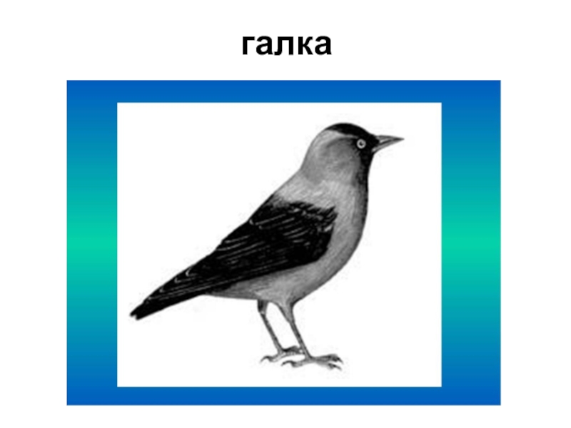 Птица галка картинки для детей