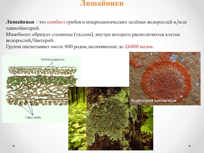 Впр 5 класс биология лишайники растения животные. Лишайник микориза симбиоз. Состав лишайника. Лишайники симбиотические организмы. Симбиоз лишайника и водоросли.