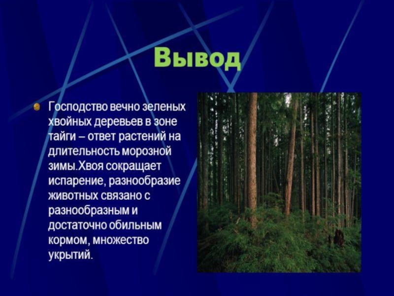 Природные зоны доклад 6 класс. Проект на тему природная зона Тайга. Тайга презентация. Растительный мир зоны тайги. Презентация на тему Лесная зона.