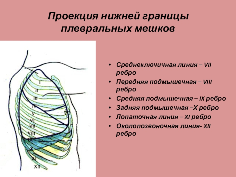 Нижняя проекция. Границы легких и плевры анатомия. Границы плевры анатомия. Нижняя граница плевры. Нижняя граница плевральных мешков.