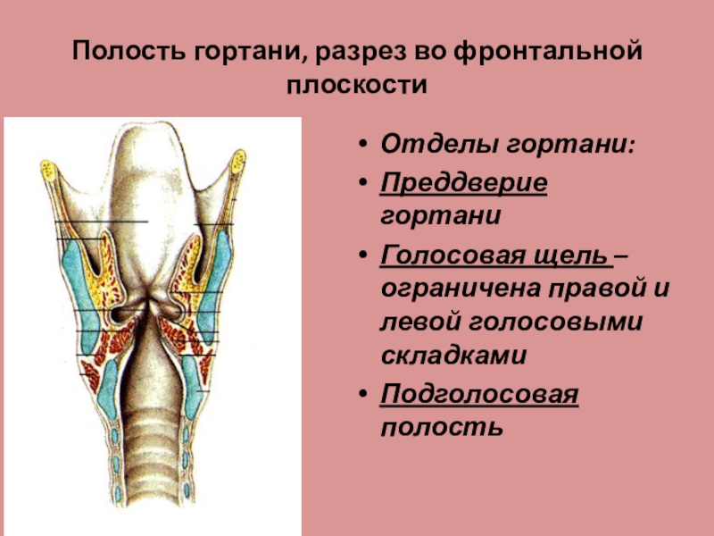 Передняя полость. Подголосовая полость гортани. Межжелудочковый отдел гортани. Гортань желудочек гортани. Отделы полости гортани межжелудочковый отдел.