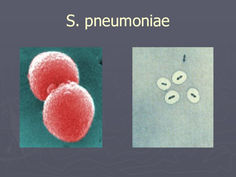 C pneumoniae. Streptococcus pneumoniae микробиология.