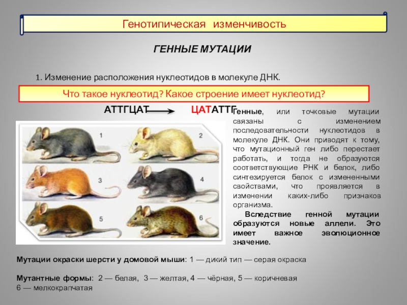 Изменчивость гена. Генотипическая изменчивость примеры. Генотипическая изменчивость примеры у человека. Генотипическая изменчивость мутации. Генная мутационная изменчивость.