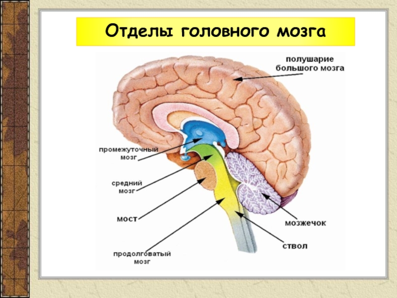 Головной мозг анатомия презентация