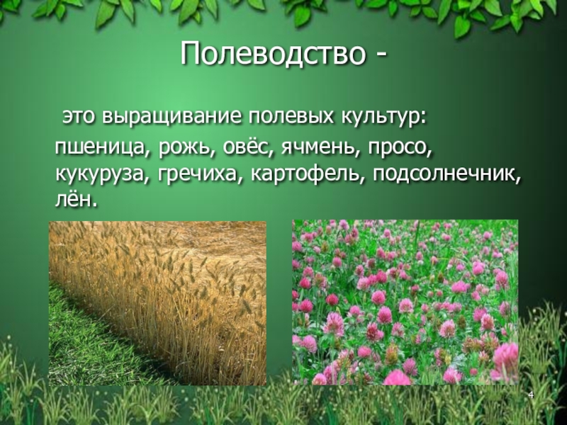 Растениеводство в нашем крае 4 класс окружающий мир презентация школа россии презентация