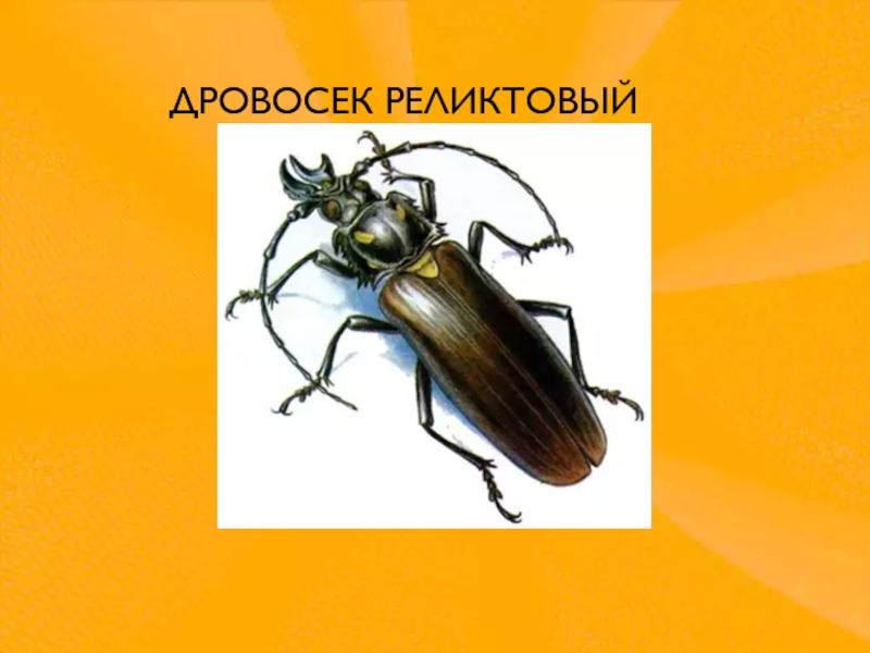 Дровосек реликтовый. Жук реликтовый дровосек красная книга. Дровосек реликтовый красная книга России. Дровосек реликтовый описание красная книга. Дровосек реликтовый 2 класс красная.