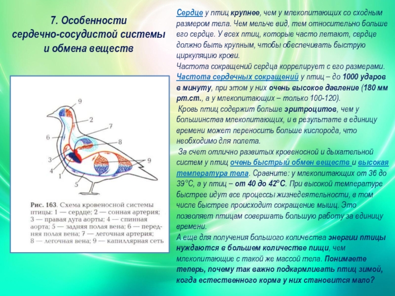 Сколько сердце в минуту. Пульс у птиц. Сердцебиение у птиц. Сокращений сердца у птиц. Сердце птиц особенности.