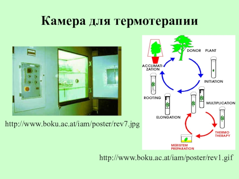 Получение безвирусных растений химиотерапия термотерапия презентация