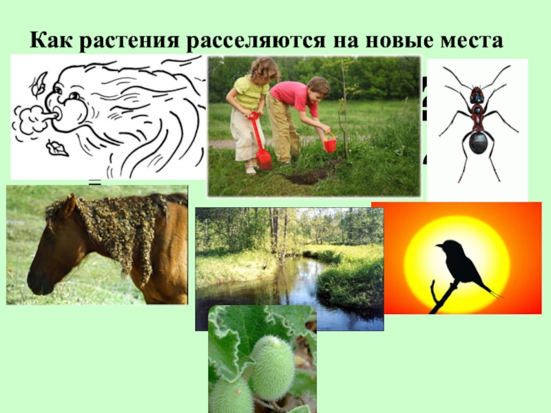 Занятость населения дальнего востока россии. Каким образом животные расселяются на новые места обитания. Расселяются вместе со своими хозяевами. Как растения расселяются на новые места задание начальная школа. Расселяются вместе со своими хозяевами.