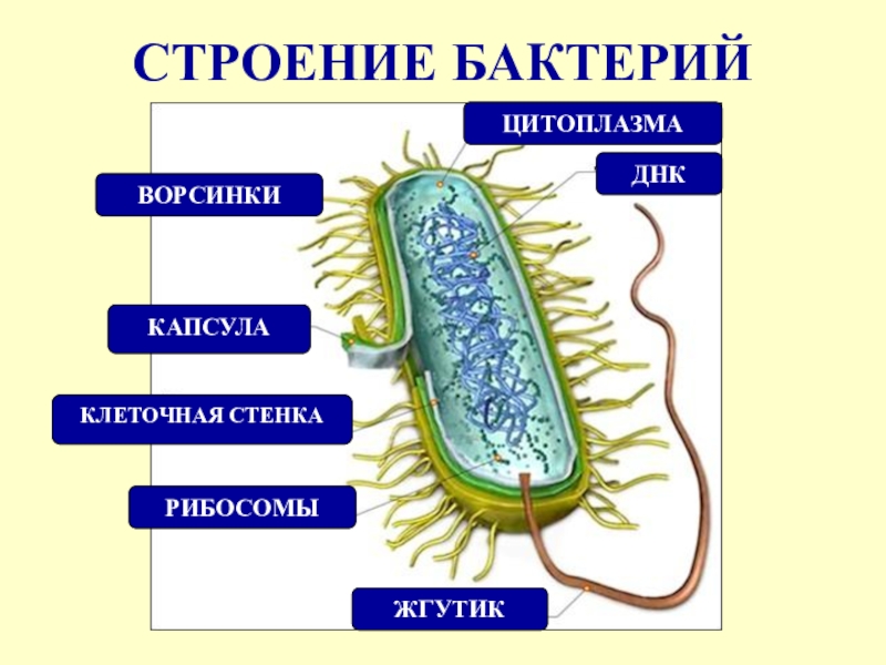 Отметьте особенности строения бактерий значение в природе. Строение клетки бактерии 5 класс биология. Бактерии строение и жизнедеятельность бактерий. Биология 5 класс микроорганизмы бактерии. Строение бактерии 5 класс биология Пономарева.