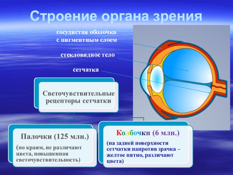 Изучение строения и работы органа зрения. Строение органа зрения. Орган зрения анатомия. Особенности строения органа зрения. Сосудистая оболочка органа зрения.