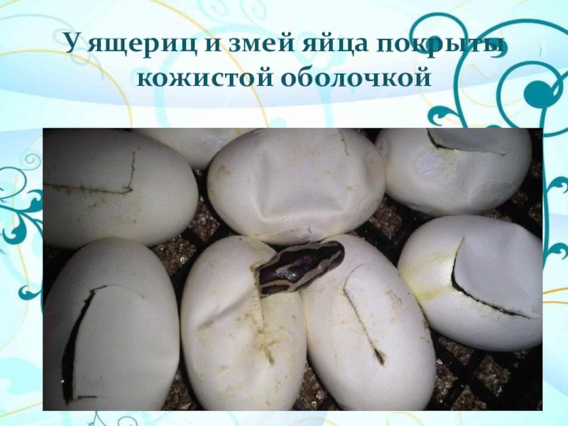 Оболочка яйца рептилий