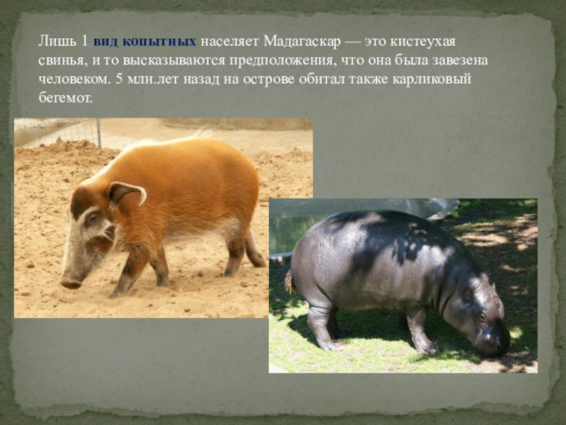 Лишь 1 вид копытных населяет Мадагаскар — это кистеухая свинья, и то высказываются предположения, что она была