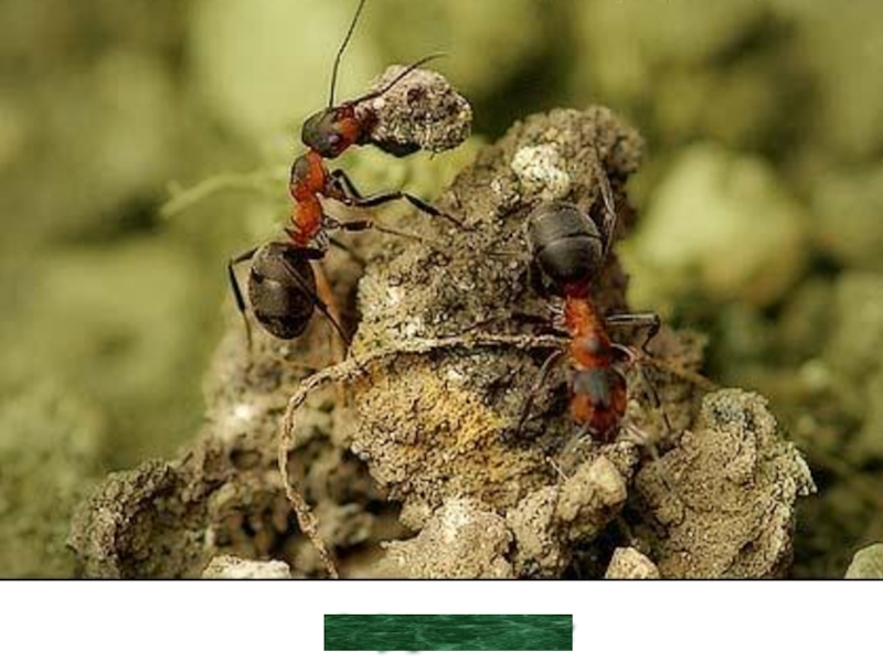 Муравьи черви. Красногрудый муравей-древоточец. Муравей Строитель. Муравей фото. Фото муравьев.