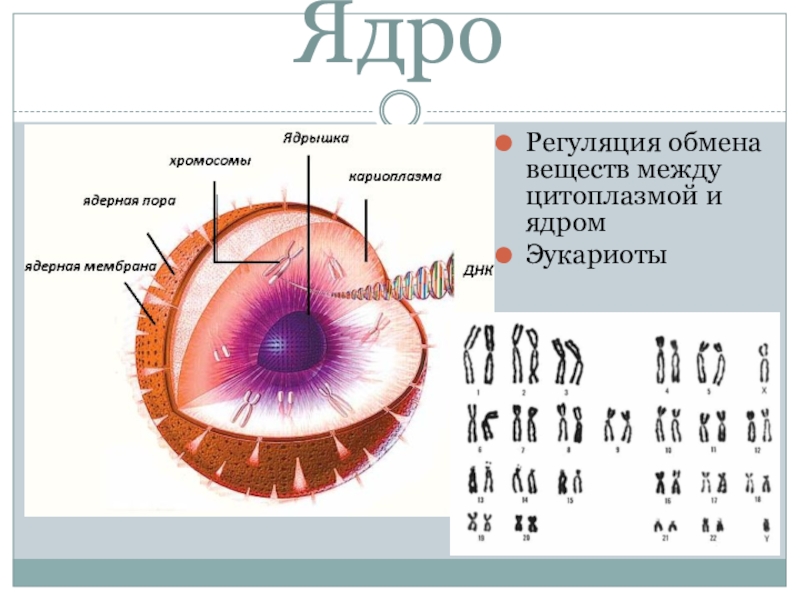 Вещество ядра. Обмен веществ между ядром и цитоплазмой. Ядро-регуляция. Как происходит обмен веществ между ядром и цитоплазмой. Цитоплазма ядро ядрышко.