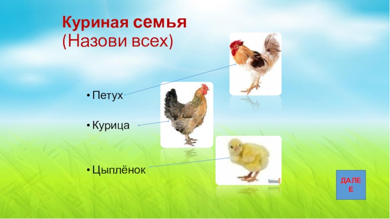 Семья куре. Куриная семья семья. Курица петух и цыпленок игра трава. Петух курица цыпленок детали. Назови семью курицы.