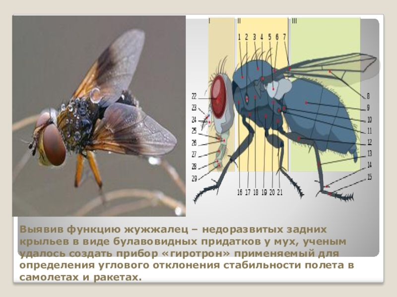 надотряд типичные птицы. строение крыльев уховертки. птица на пальце. строение крыла птицы скелет. строение скелета крыла и расположение маховых перьев.