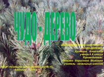 Презентация Чудо - дерево