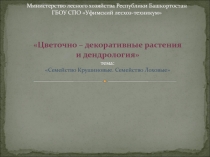 Презентация по дисциплине ЦДР и дендрология на тему: Семейство Крушиновые. Семейство Лоховые