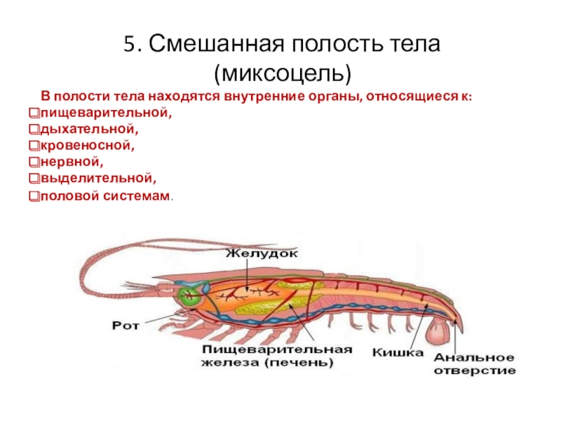 Тип полости тела