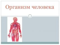Презентация по окружающему миру на тему Организм человека