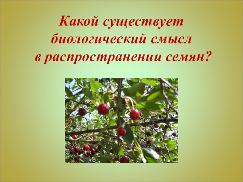 Плоды презентация 6 класс биология пасечник