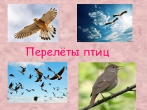 Презентация к уроку ИЗО Перелетные птицы