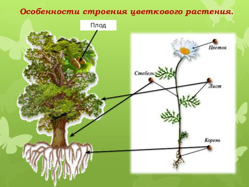 Какие корни у покрытосеменных растений. Строение растения. Цветковые строение. Строение цветковых растений. Строение покрытосеменных.