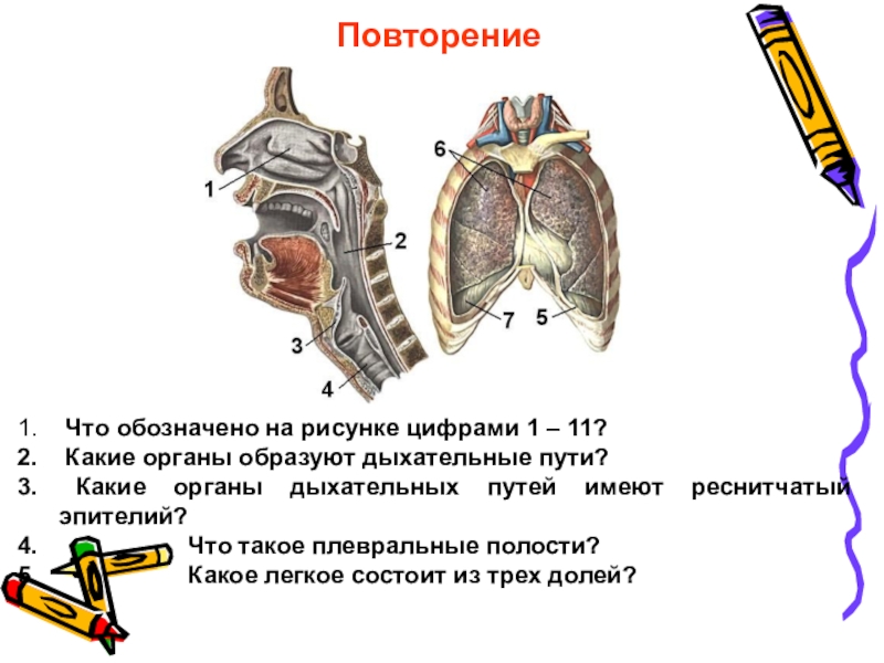 Какой цифрой на рисунке обозначен орган. Какие органы образуют дыхательные пути. Дыхательные движения 8 класс. Обозначит органы дыхания на рисунке. Дыхательные движения 8 класс презентация.