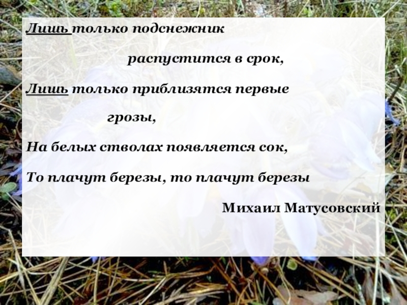 Слова срок. Лишь только Подснежник распустится в срок. Лишь только Подснежник текст. Как только Подснежник распустится в срок текст. Лишь только Подснежник Ноты.