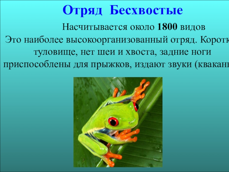 Земноводные презентация. Отряд бесхвостые амфибии. Класс земноводные отряд бесхвостые. Отряд бесхвостые амфибии таблица. Земноводные бесхвостые биология 7 класс.