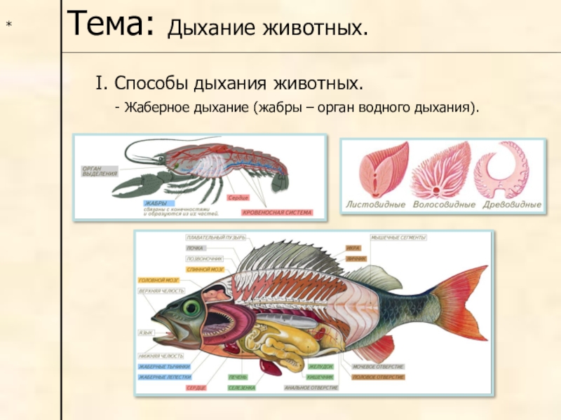 Презентация эволюция дыхательной системы животных 7 класс