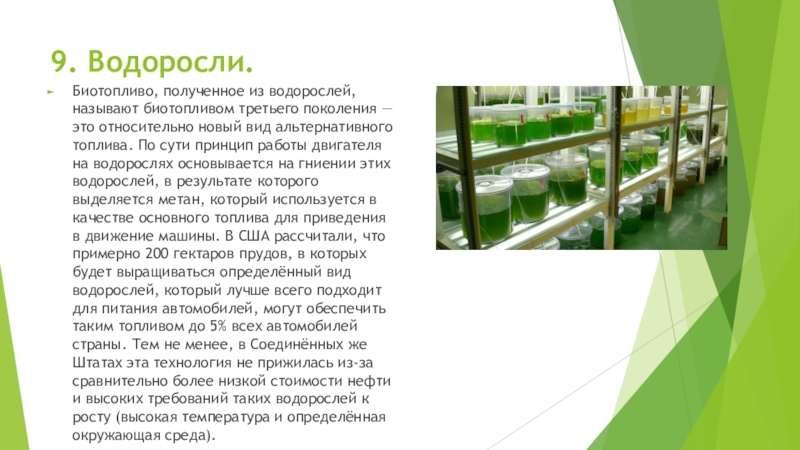 9. Водоросли.Биотопливо, полученное из водорослей, называют биотопливом третьего поколения — это относительно новый вид альтернативного топлива. По
