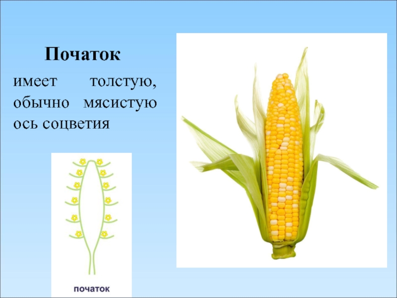 Простой початок. Строение початка кукурузы. Кукуруза соцветие початок. Строение початка кукурузы схема. Строение соцветия кукурузы.