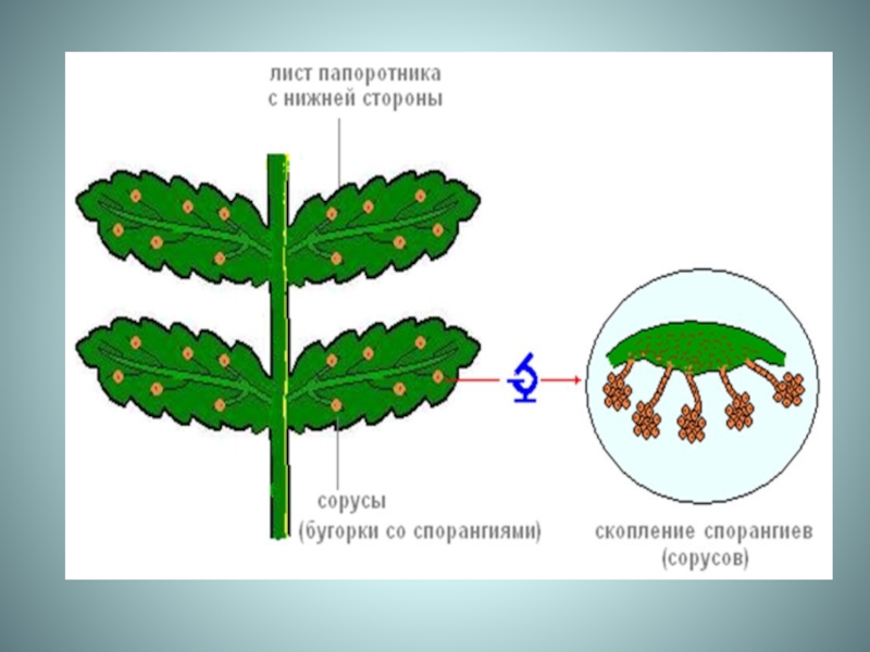 Вай папоротника рисунок