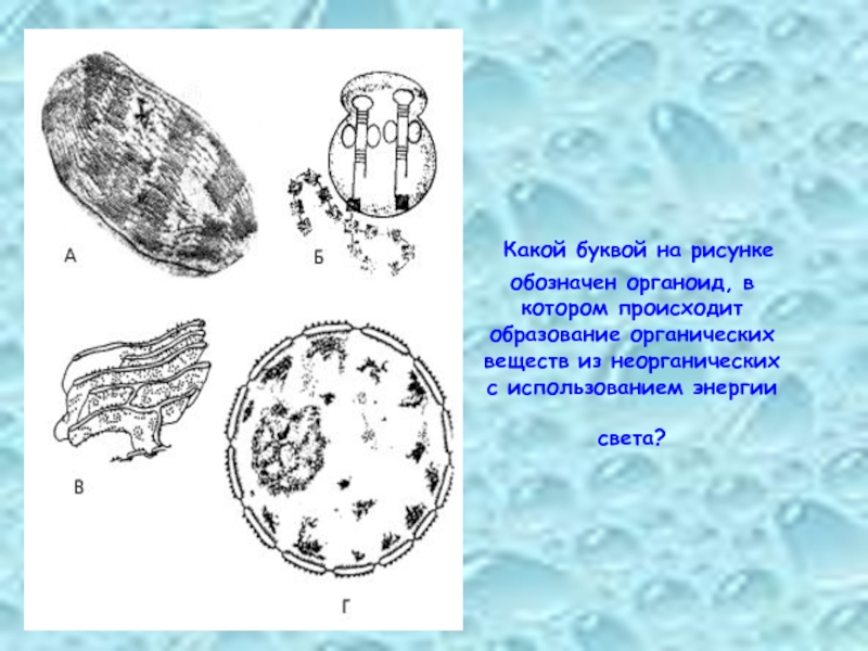 Какой буквой на рисунке обозначен органоид, в котором происходит образование органических веществ из неорганических с использованием